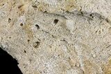 Jurassic Coral Colony (Thamnasteria) Fossil - Germany #157324-3